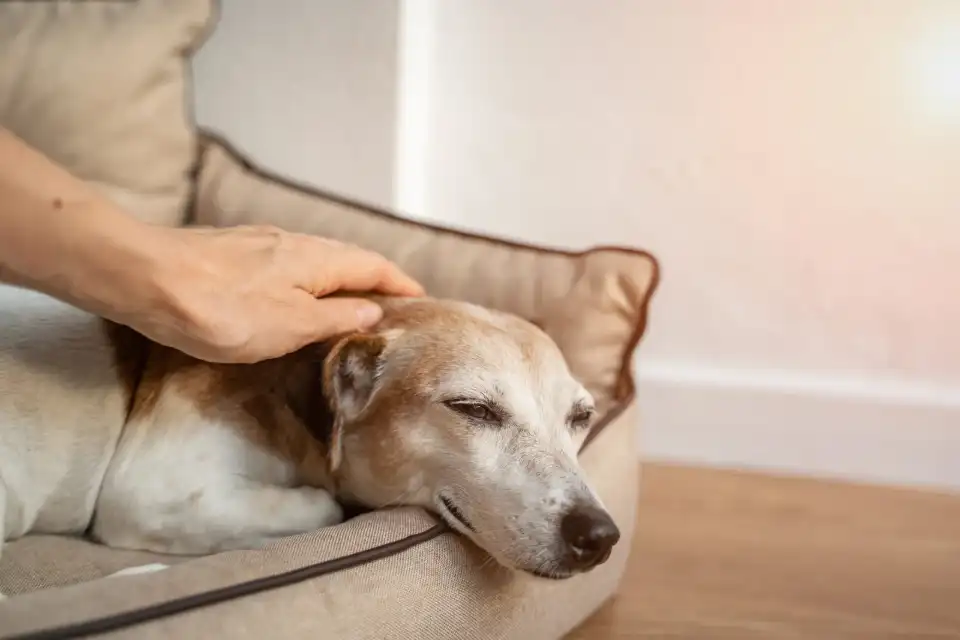 An older dog resting peacefully on a soft bed at home while a hand strokes its head.